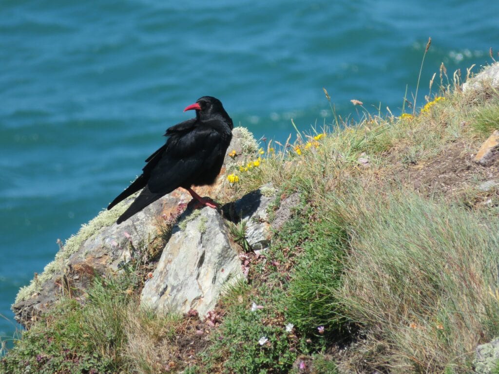Chough on Cliff