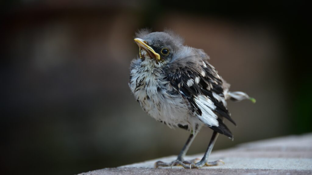 Baby Mockingbird