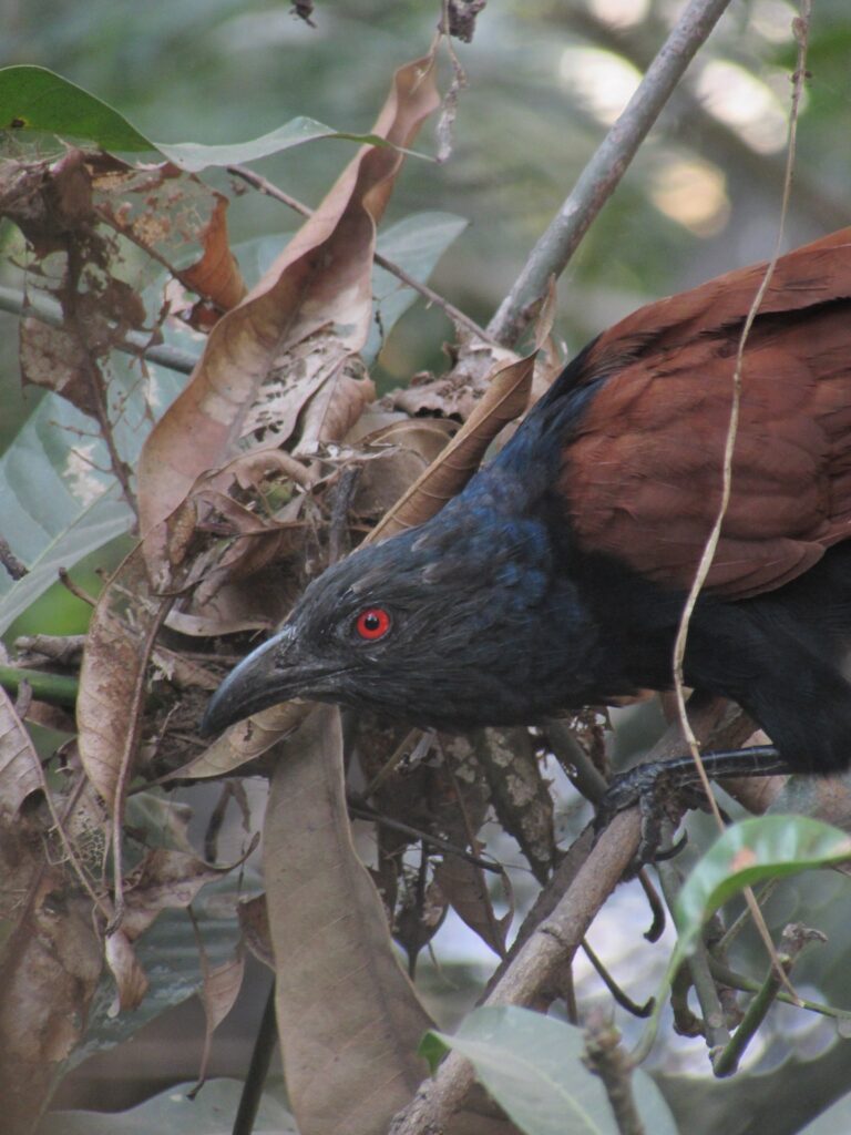 Greater Coucal Face