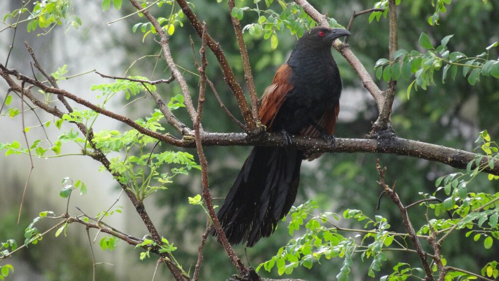 Greater Coucal with Fanned Tail