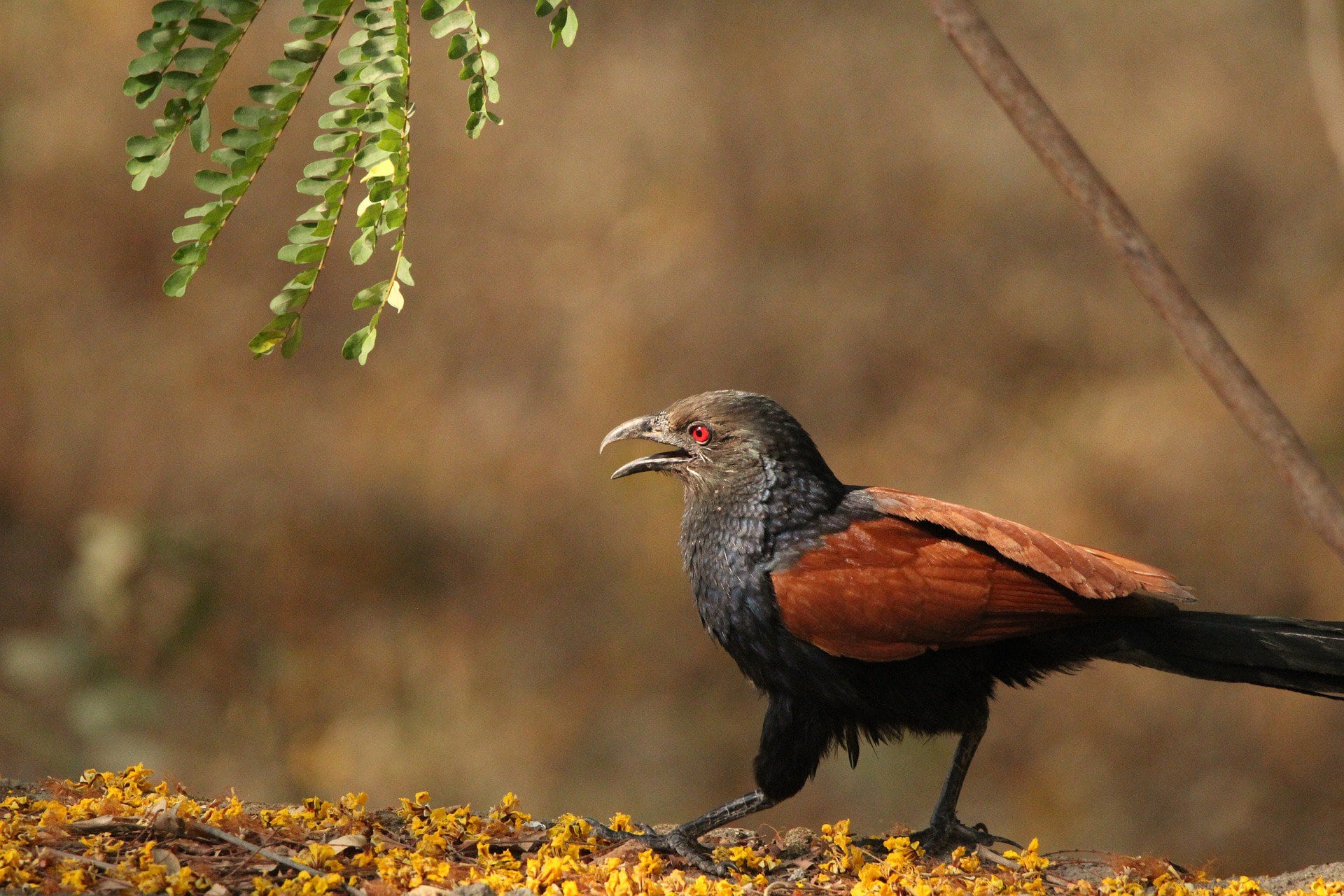 Coucal Symbolism & Which means (+Totem, Spirit & Omens)