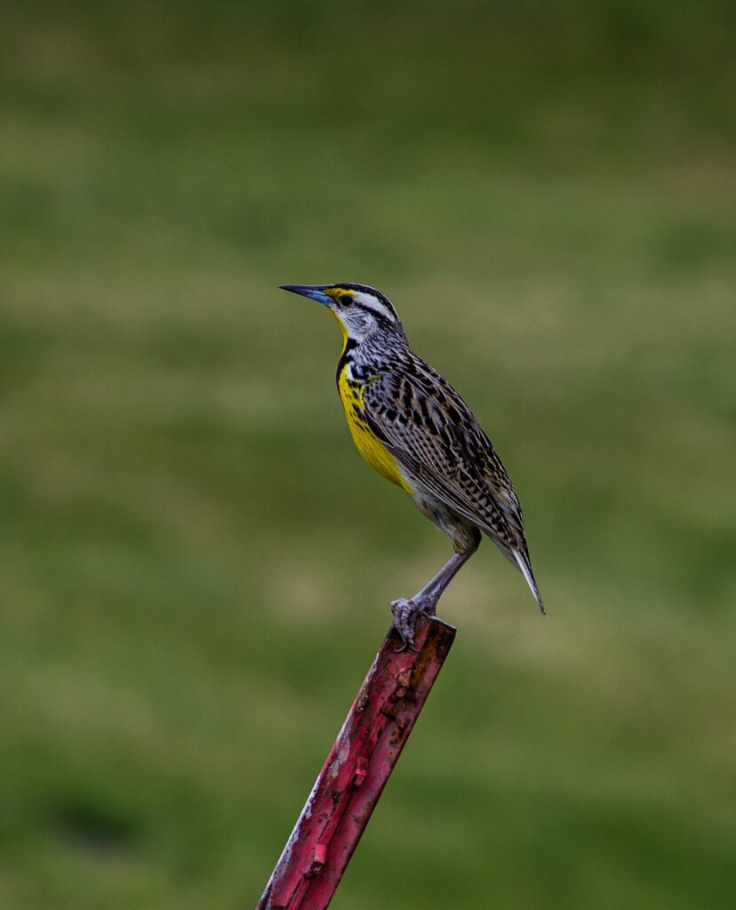 Meadowlark on Fencepost