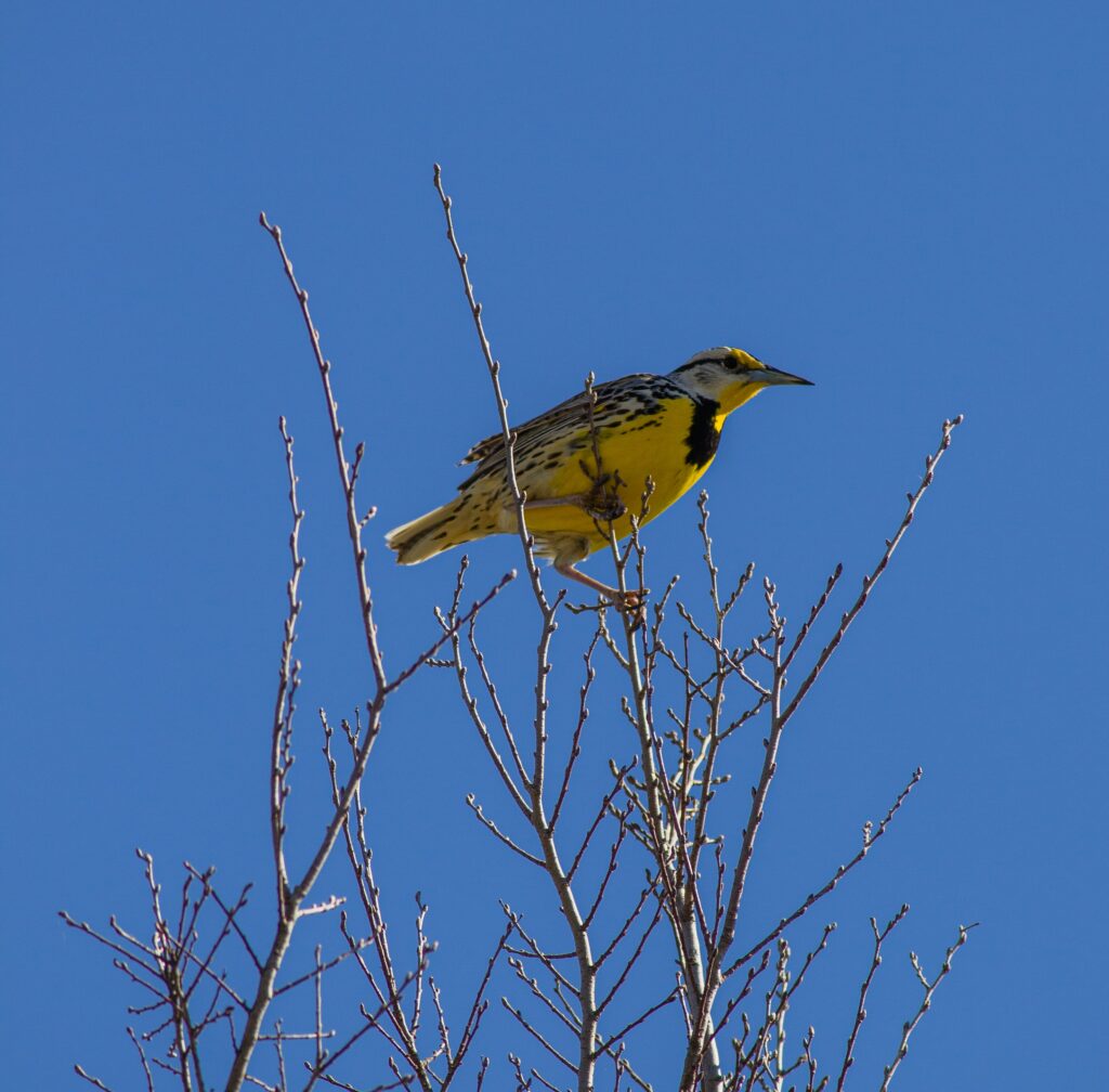 Meadowlark in Tree