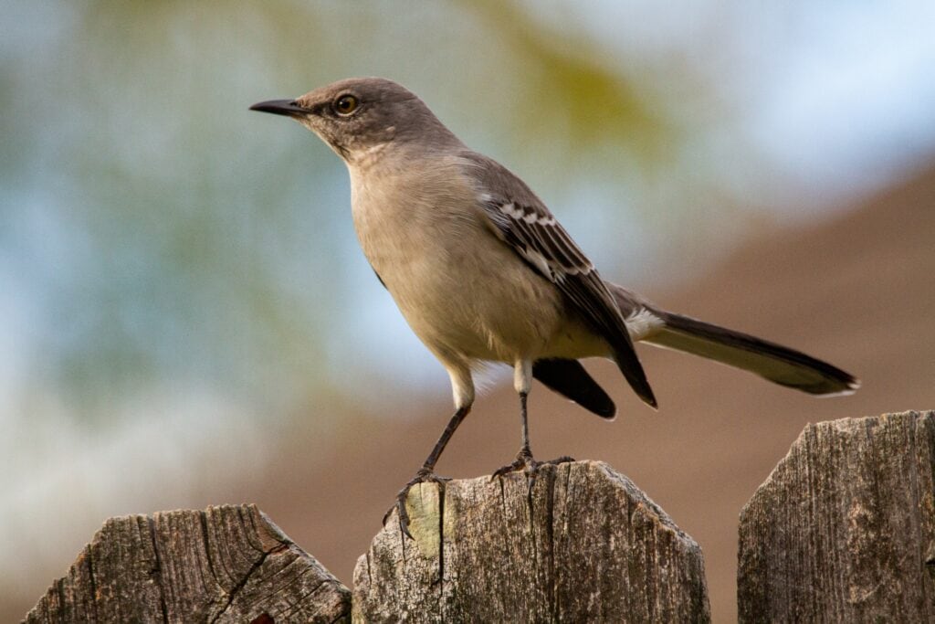 Mockingbird on Fence