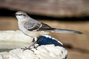 Mockingbird at Bird Bath