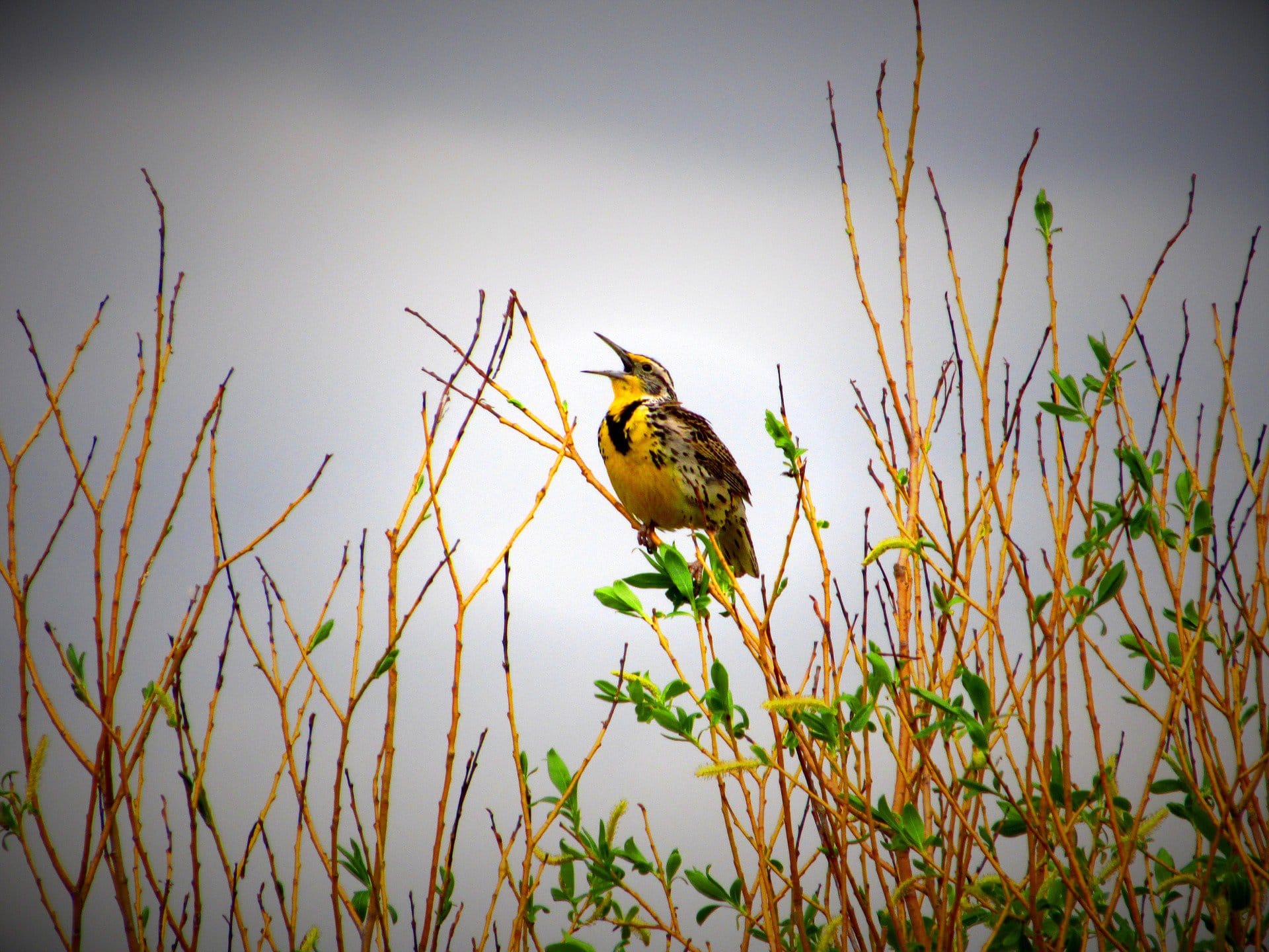 Western Meadowlark Takeoffs  Shutter Speeds And Motion Blur  Feathered  Photography