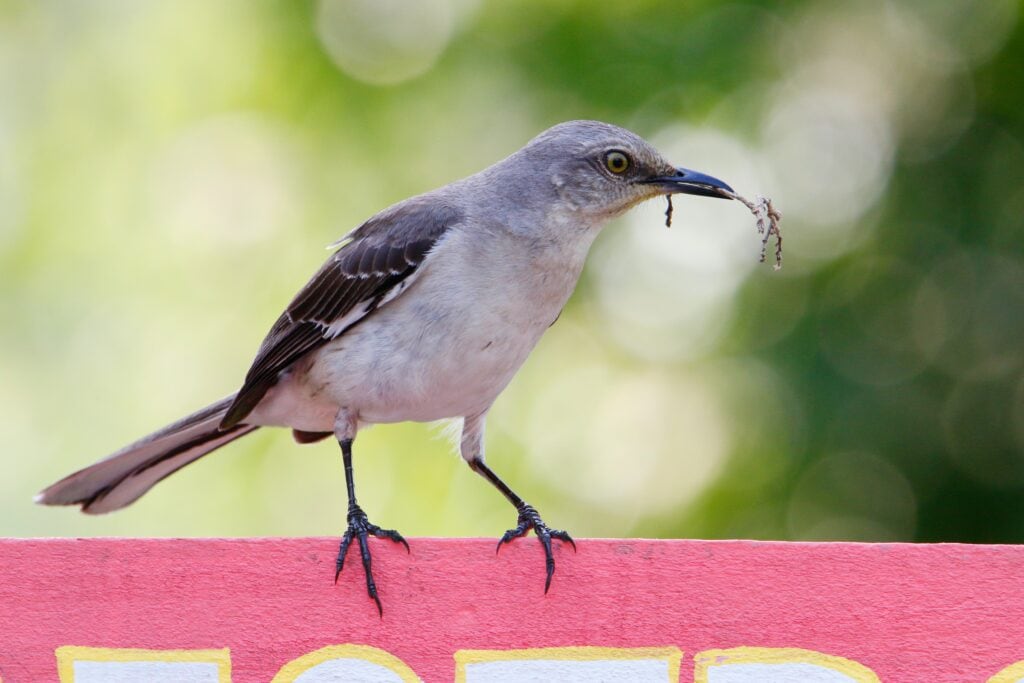 Mockingbird with Nest Material