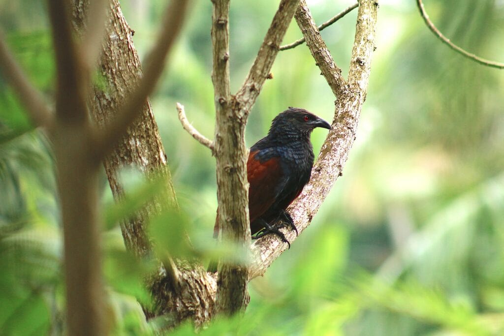 Greater Coucal in Tree