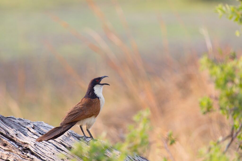 Senegalese Coucal