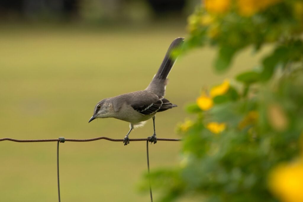 Mockingbird on Wire Fence