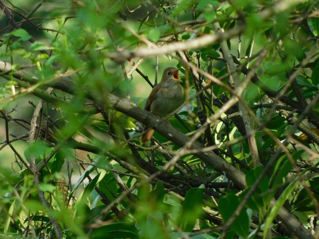Nightingale Singing in Thicket