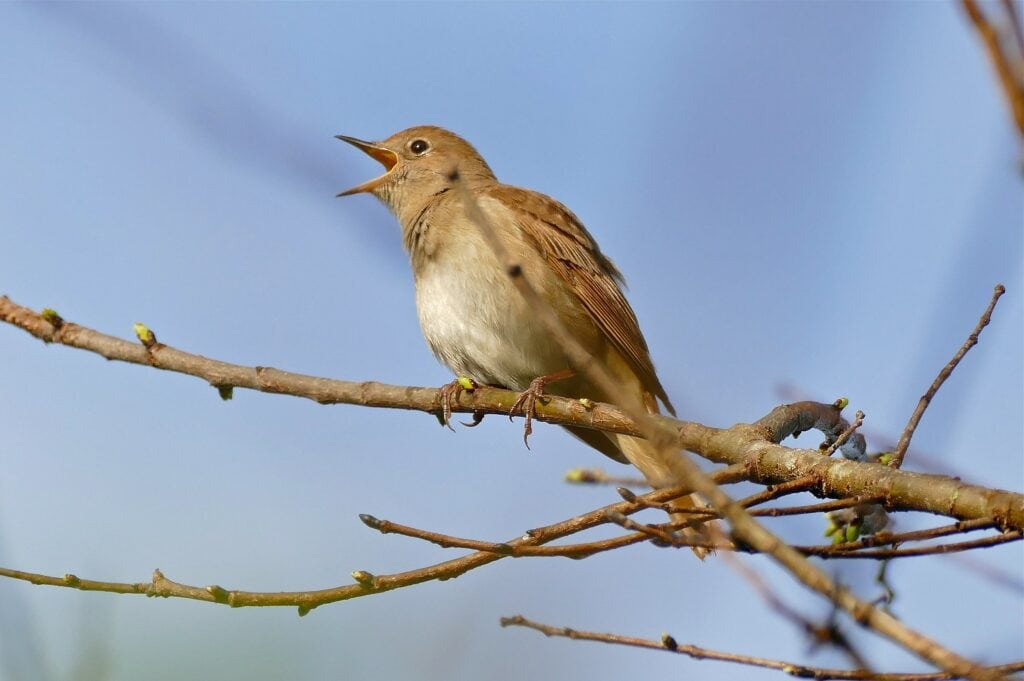 Nightingale Singing on Branch
