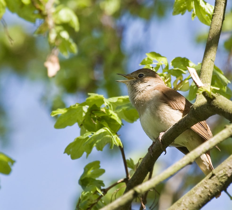 Nightingale Singing