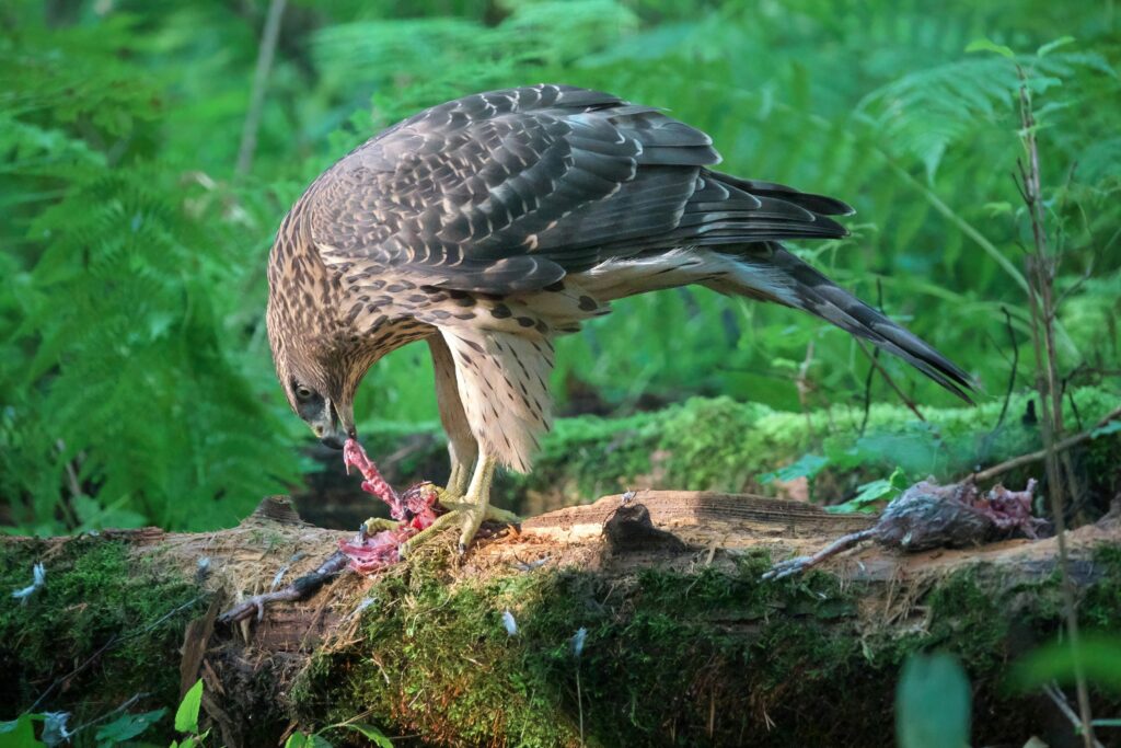 Northern Goshawk Eating Prey