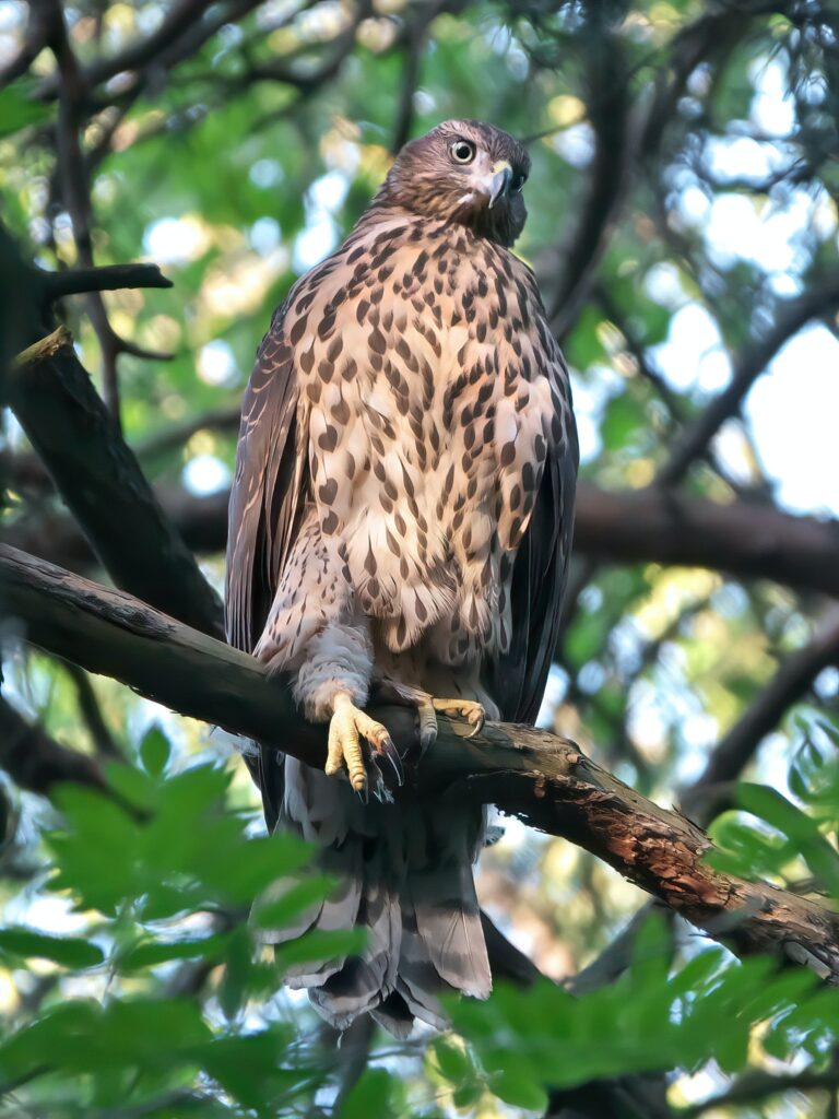 Northern Goshawk