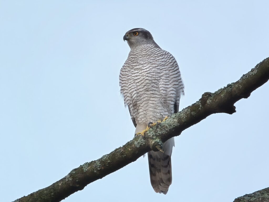 Northern Goshawk on Branch