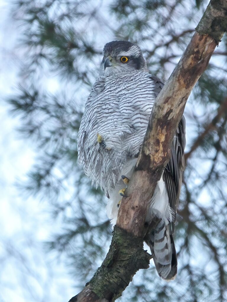 Northern Goshawk Perching