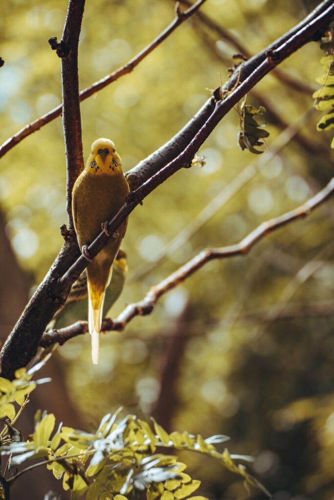 Budgerigar