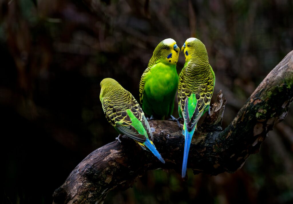 Three Budgerigars