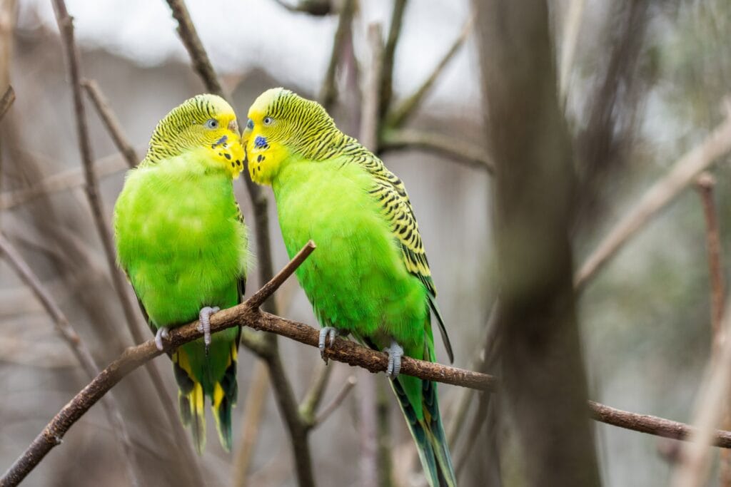 Двойка вълнисти папагали