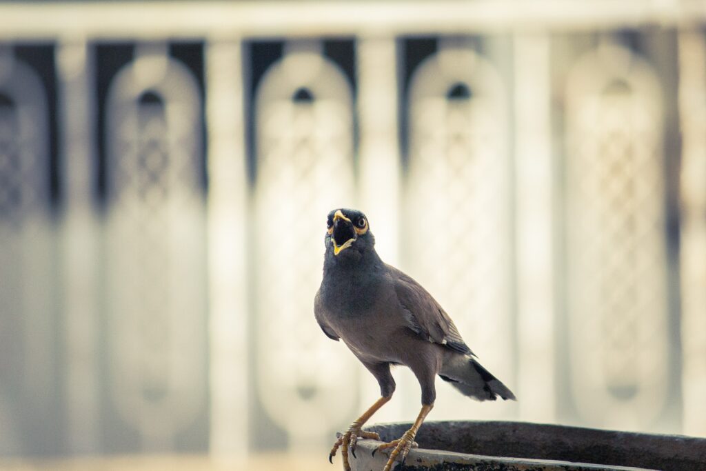 Myna Calling