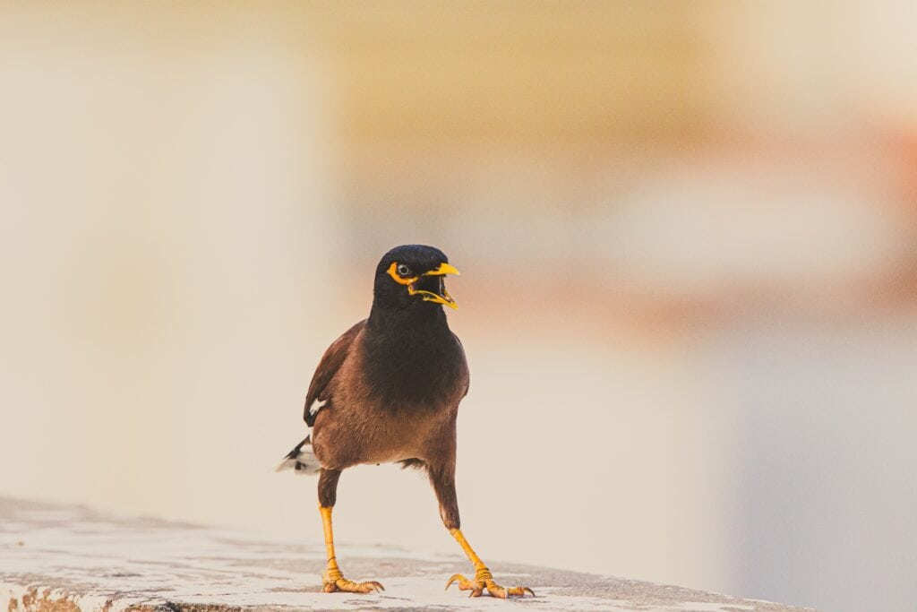 Strutting Myna