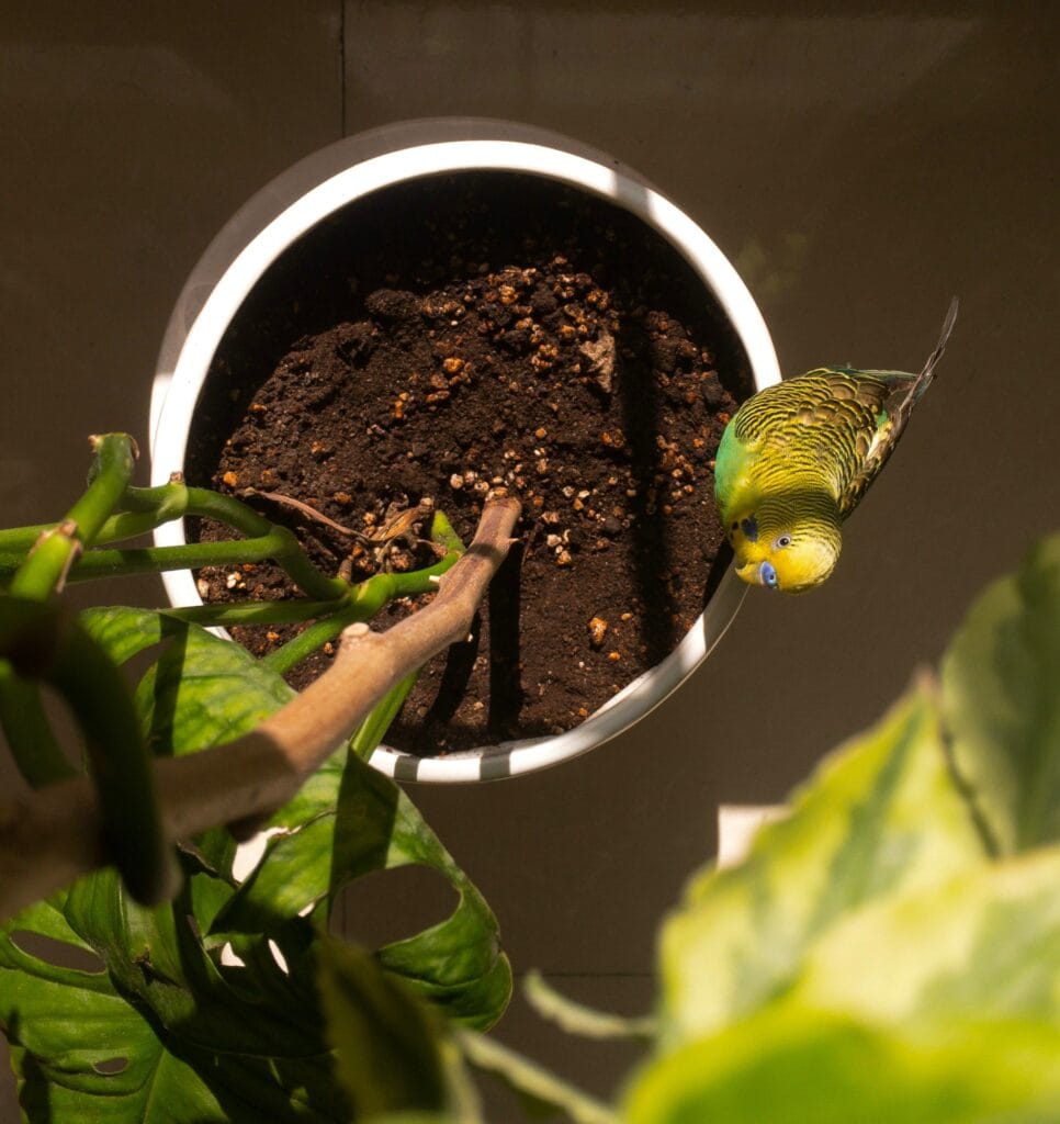 Budgie on Plant Pot