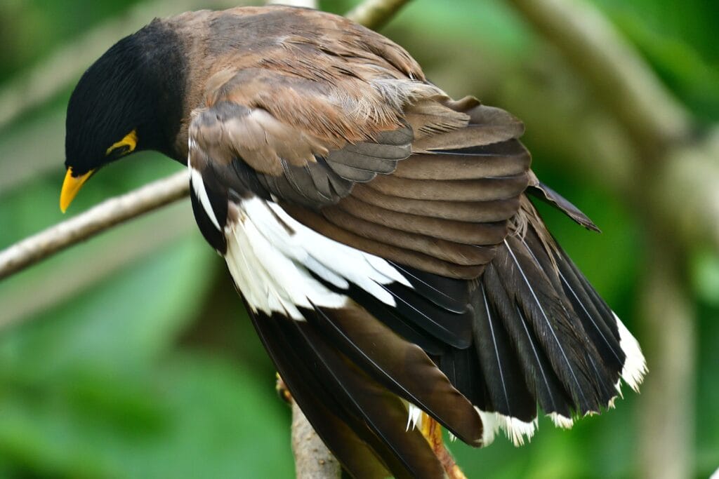 Myna Wing