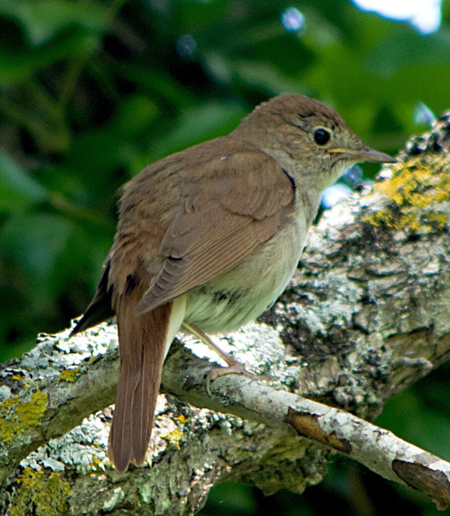 Nightingale on Branch with Lichen