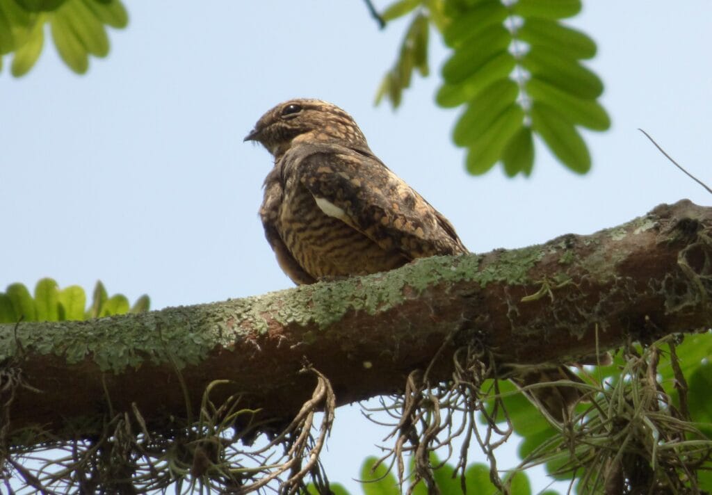 Nighthawk on Bough