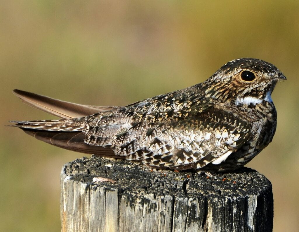 Common Nighthawk on Post