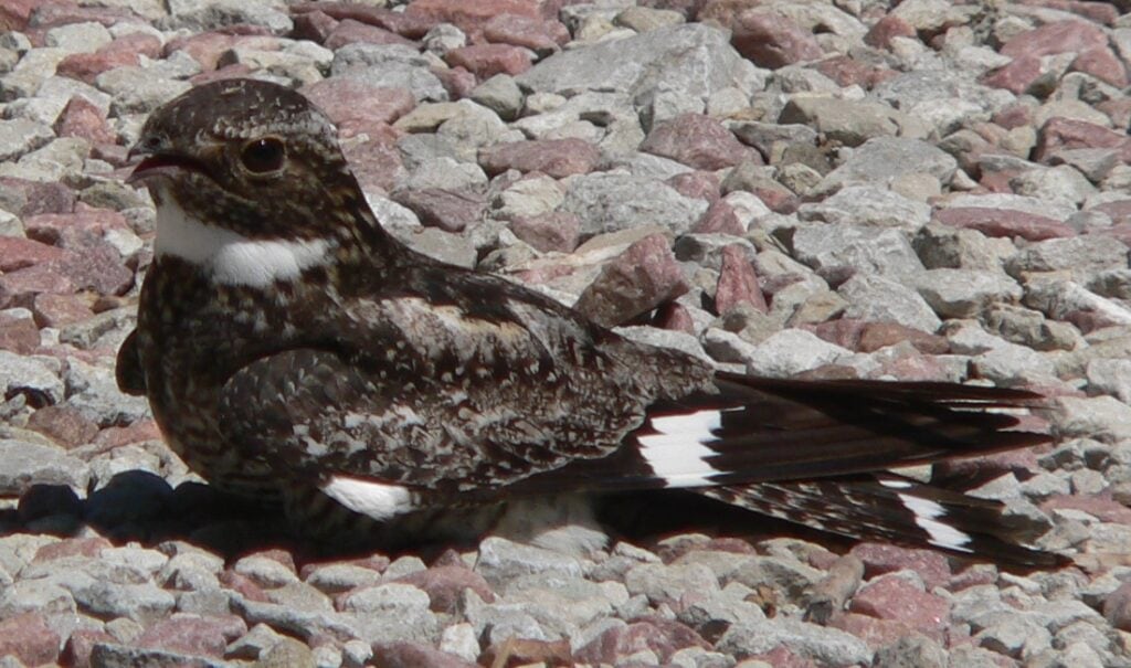 Nighthawk on Gravel