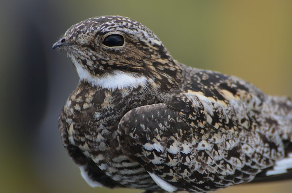 Nighthawk Closeup