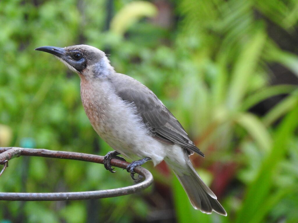 Little Friarbird