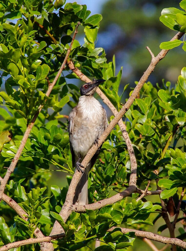 Noisy Friarbird in Tree