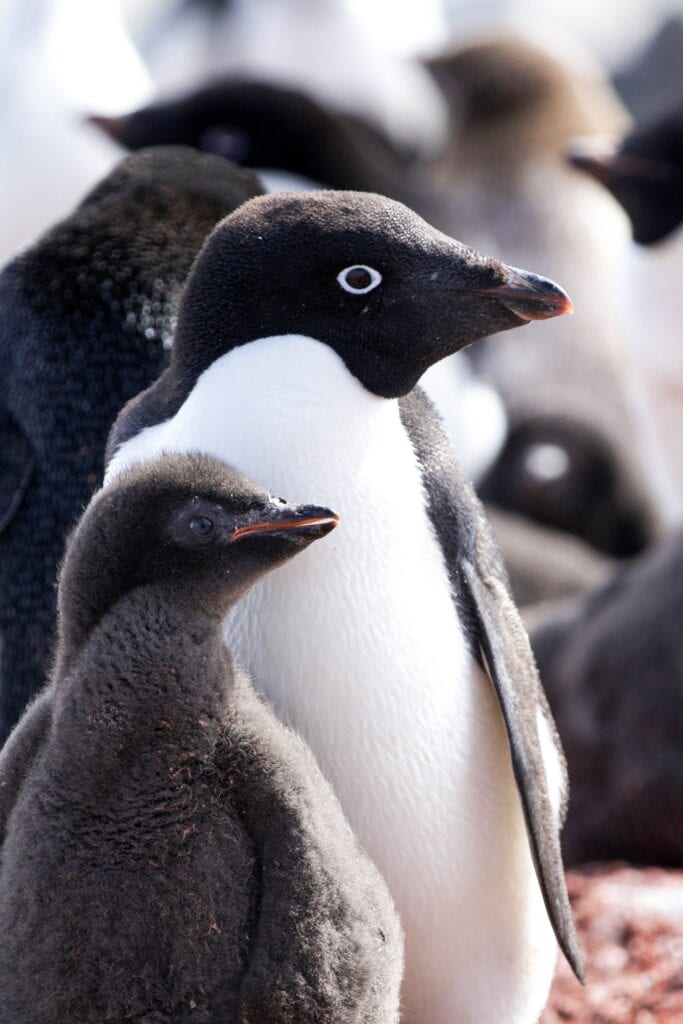 Пингвините Адели