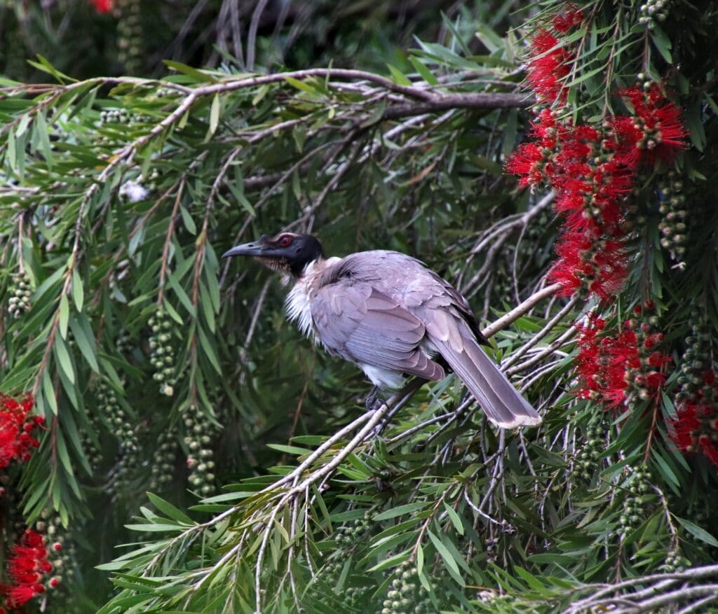 Noisy Friarbird