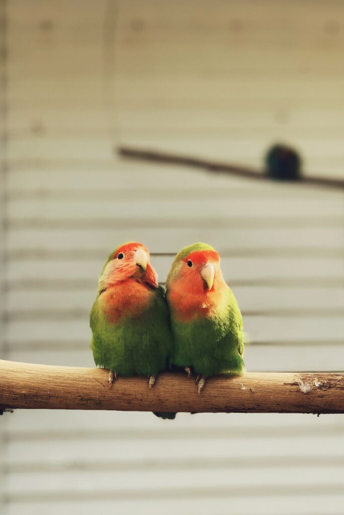 Pair of Lovebirds