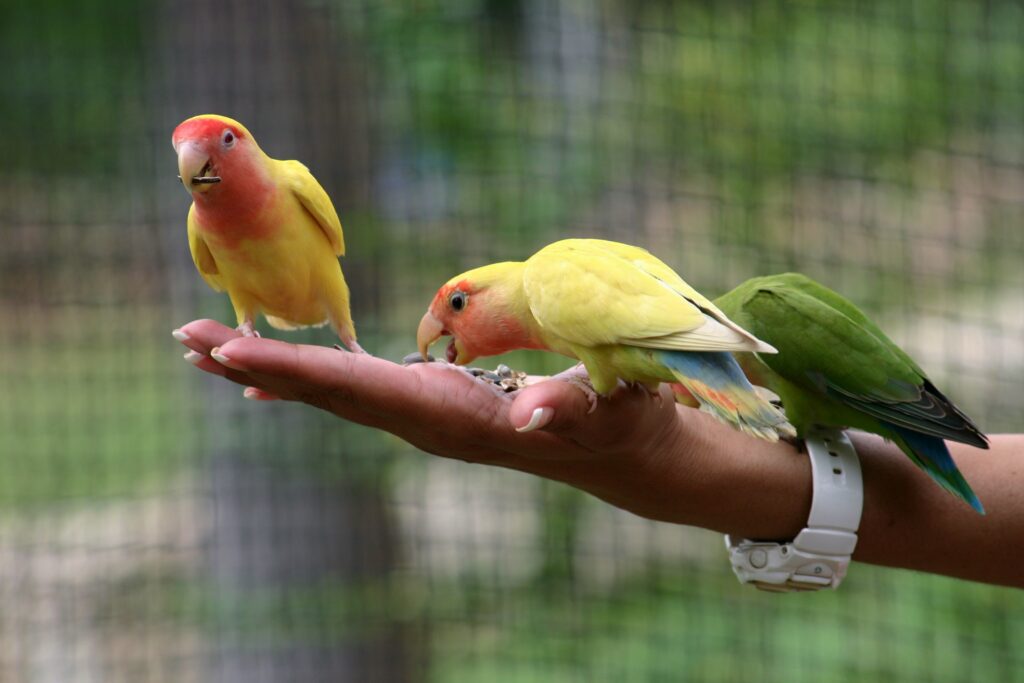 Three Lovebirds