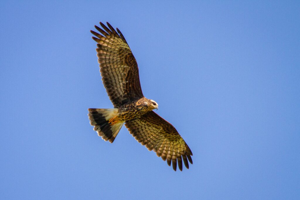 Harrier in Flight