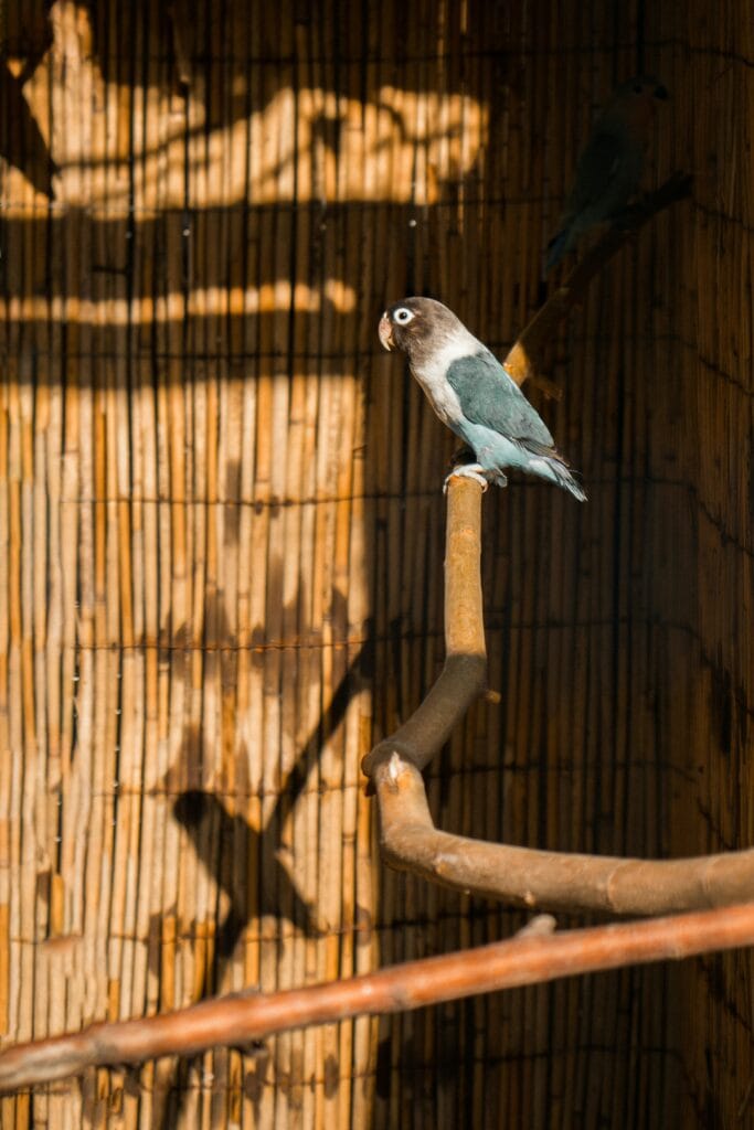 Blue Lovebird