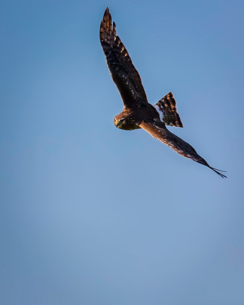 Circling Harrier