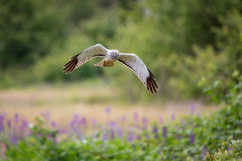 Male Harrier in Flight