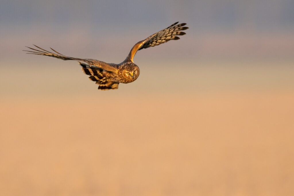 Hen Harrier in Flight