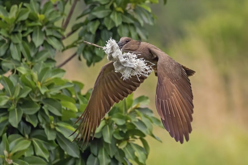 Hamerkop gathering nesting materials