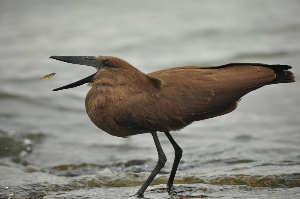 Hamerkop Eating Fish