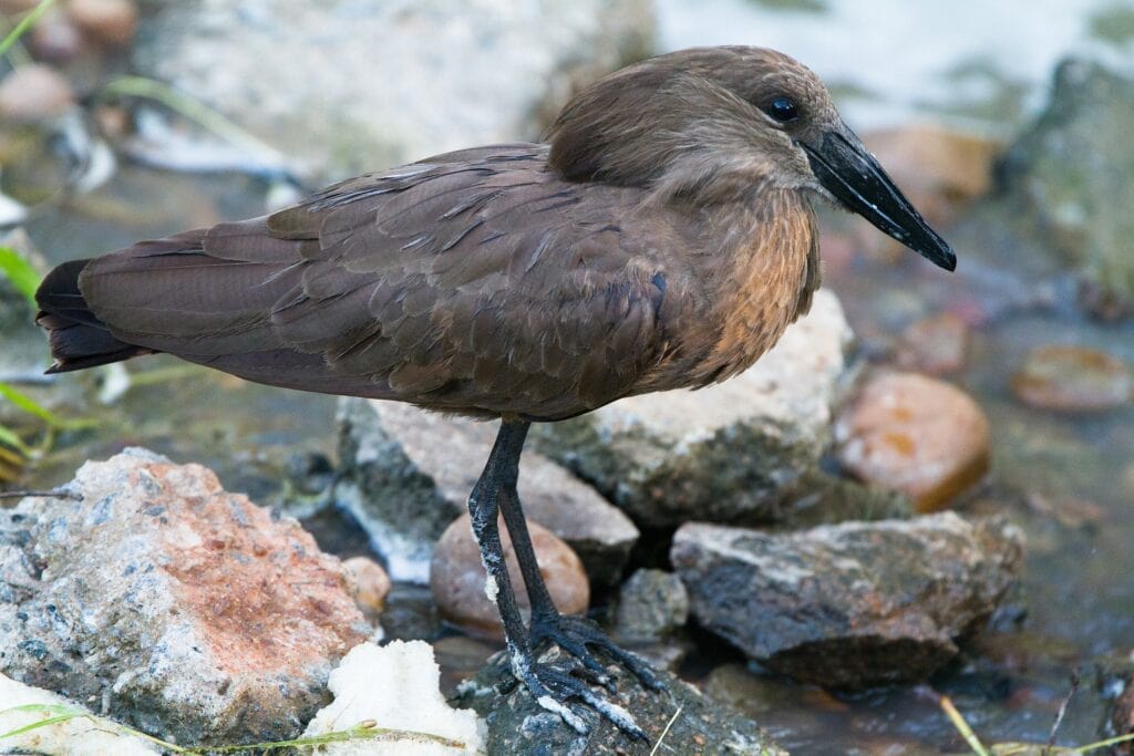 Hamerkop