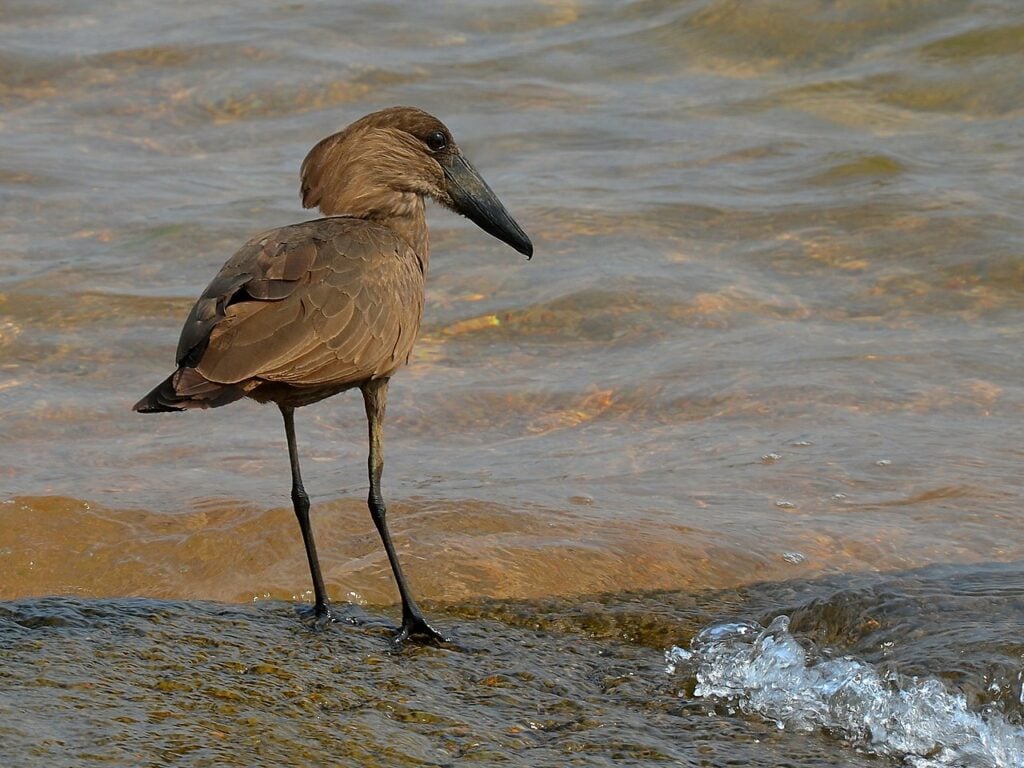 Wading Hamerkop