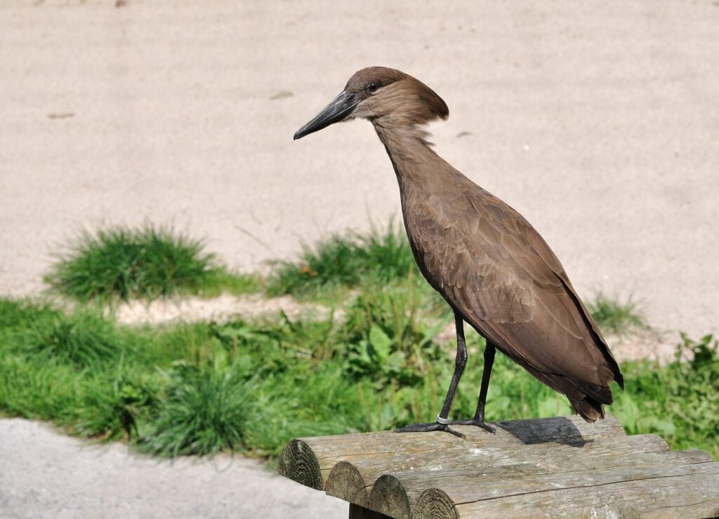 Hamerkop on a Pier