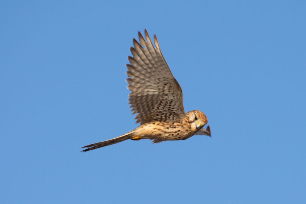 Merlin in flight